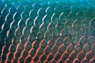 Peptides de collagène marin