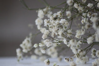 Fleurs blanches