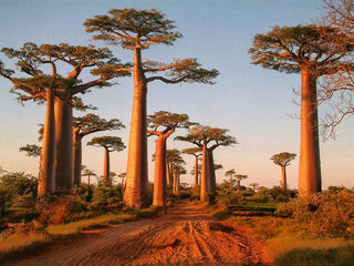 Les bienfaits de l’huile de Baobab