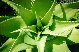 Aloe vera : quels sont ses bienfaits pour la peau et comment l’utiliser ?