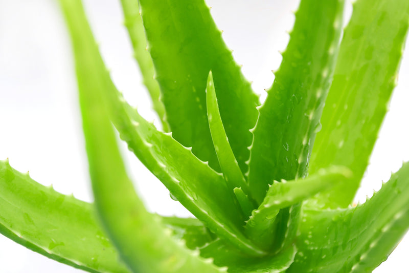 Aloe Vera 