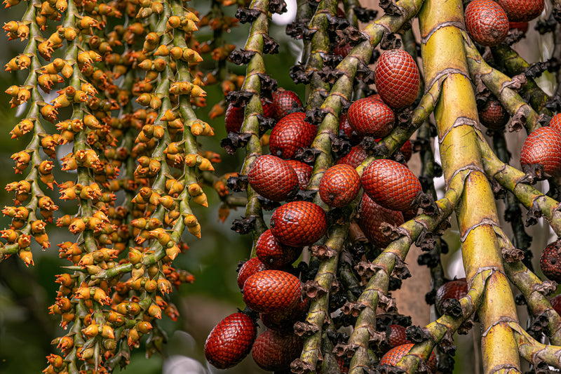 Huile de Buriti